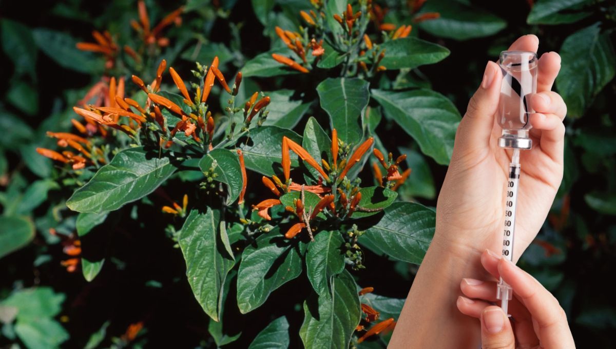 Planta de insulina, la especie que ayuda a reducir los niveles de azúcar en la sangre