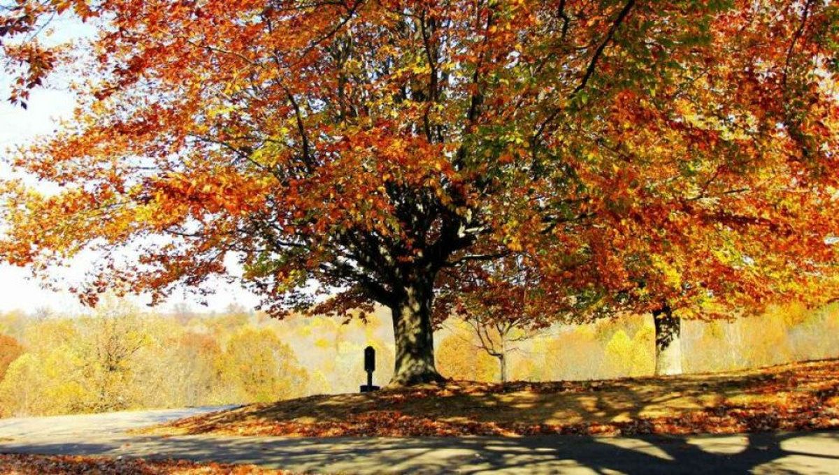 Esta preparación anticipada permitirá a los floridanos aprovechar al máximo las ofertas de entretenimiento disponibles durante la temporada otoñal. Esta preparación anticipada permitirá a los floridanos aprovechar al máximo las ofertas de entretenimiento disponibles durante la temporada otoñal.