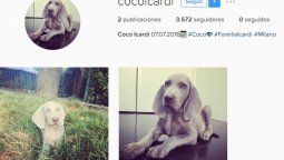 Lo único que faltaba: el perro de Icardi tiene Instagram y Twitter