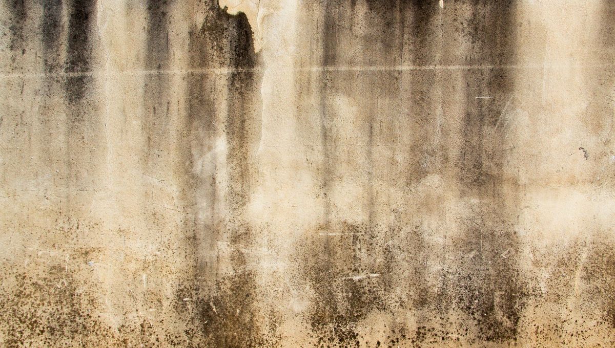 Pared manchada con humedad Pared manchada con humedad