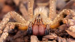 ¿Por dónde vive la araña bananera?