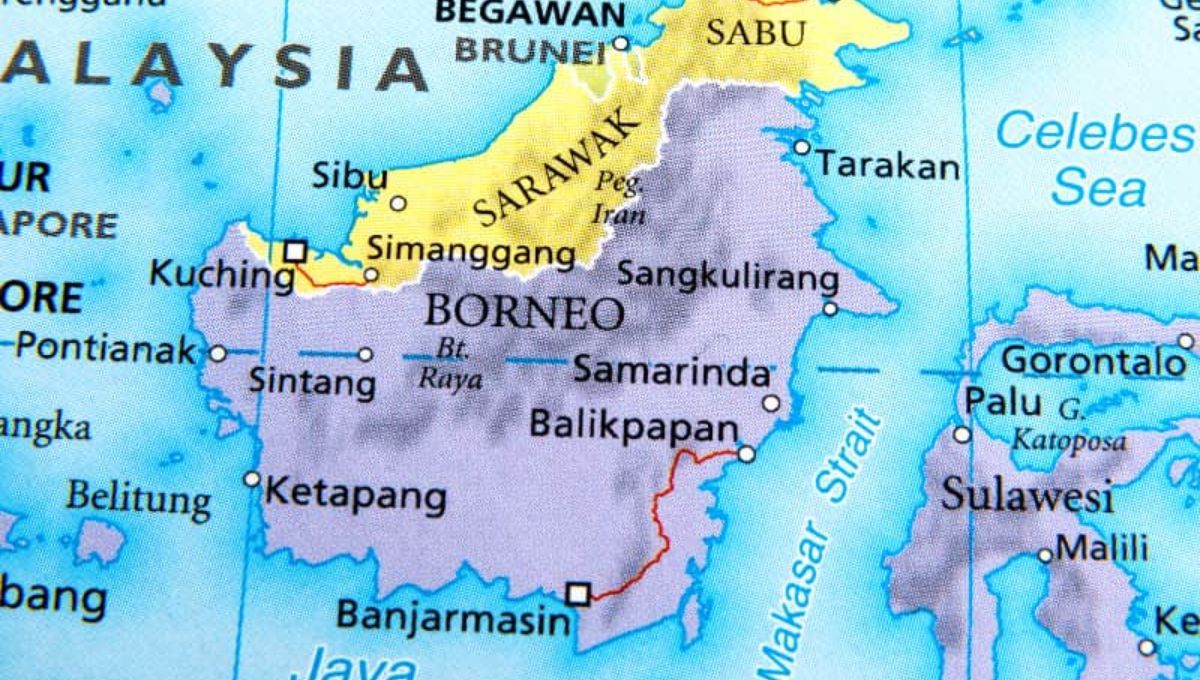 Aquí está el árbol tropical más grande del mundo Aquí está el árbol tropical más grande del mundo