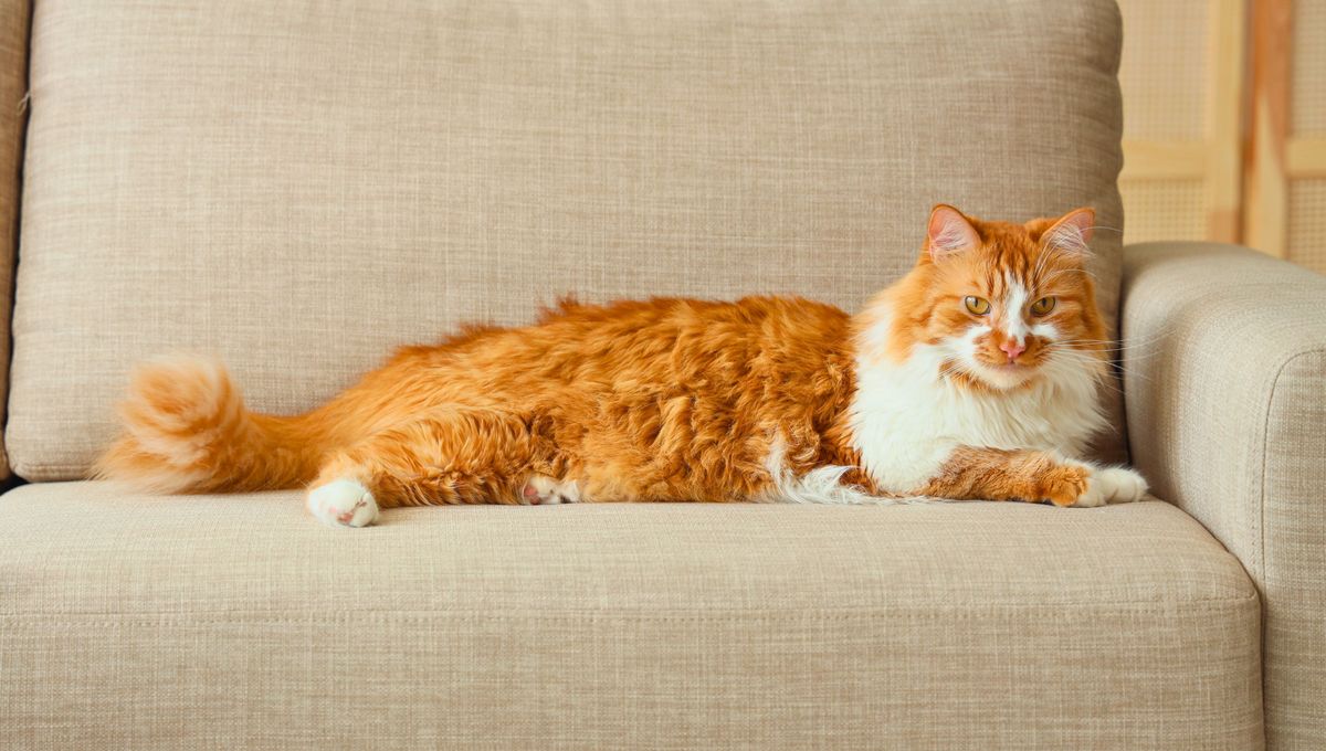 Muchas veces los sillones se ensucian cuando las mascotas duermen en ellos, comemos en ellos o los niños se suben con zapatillas. Muchas veces los sillones se ensucian cuando las mascotas duermen en ellos, comemos en ellos o los niños se suben con zapatillas. 