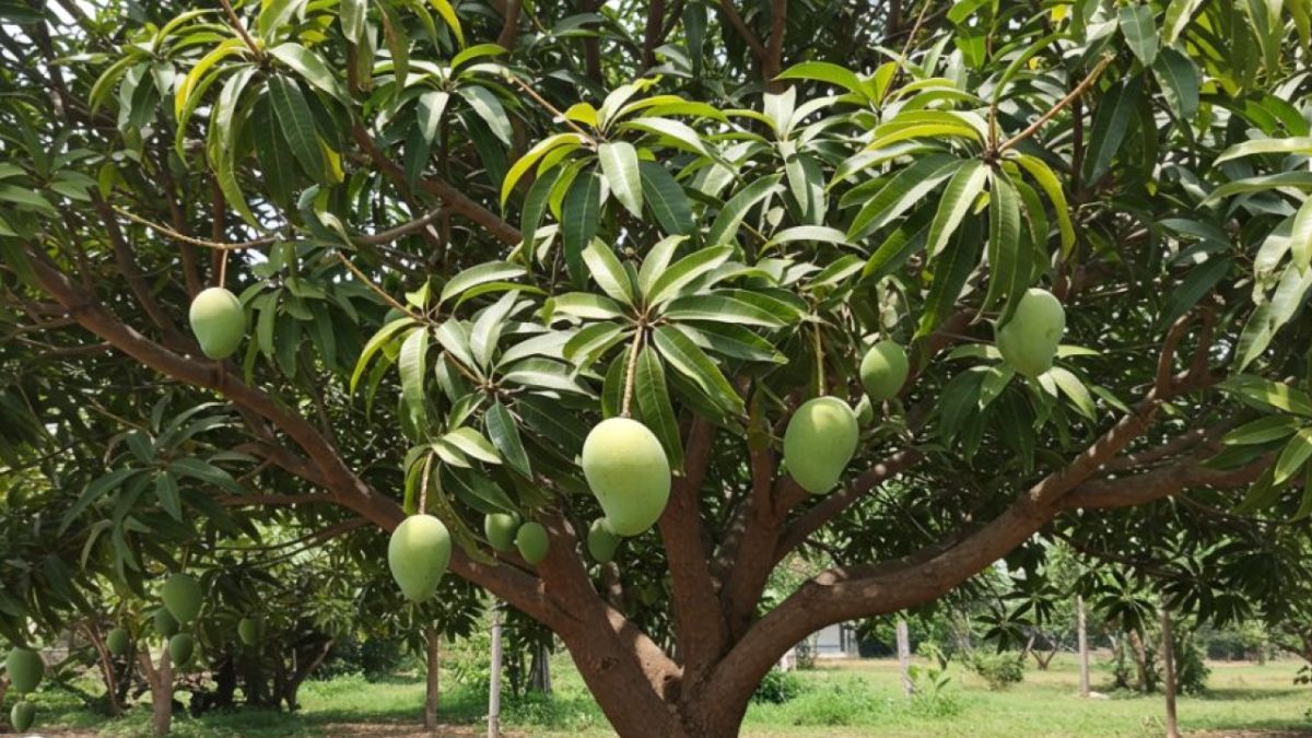 ¿Cómo se llama el árbol de mango? Todos conocen la fruta, pocos de ...