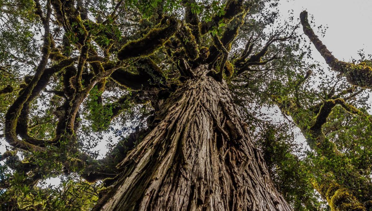 El árbol que solo crece en América del Sur y tiene más de 2.600 años: es único en el mundo