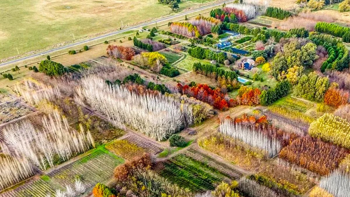 El pueblo de Argentina de 200 habitantes que tiene un millón de árboles