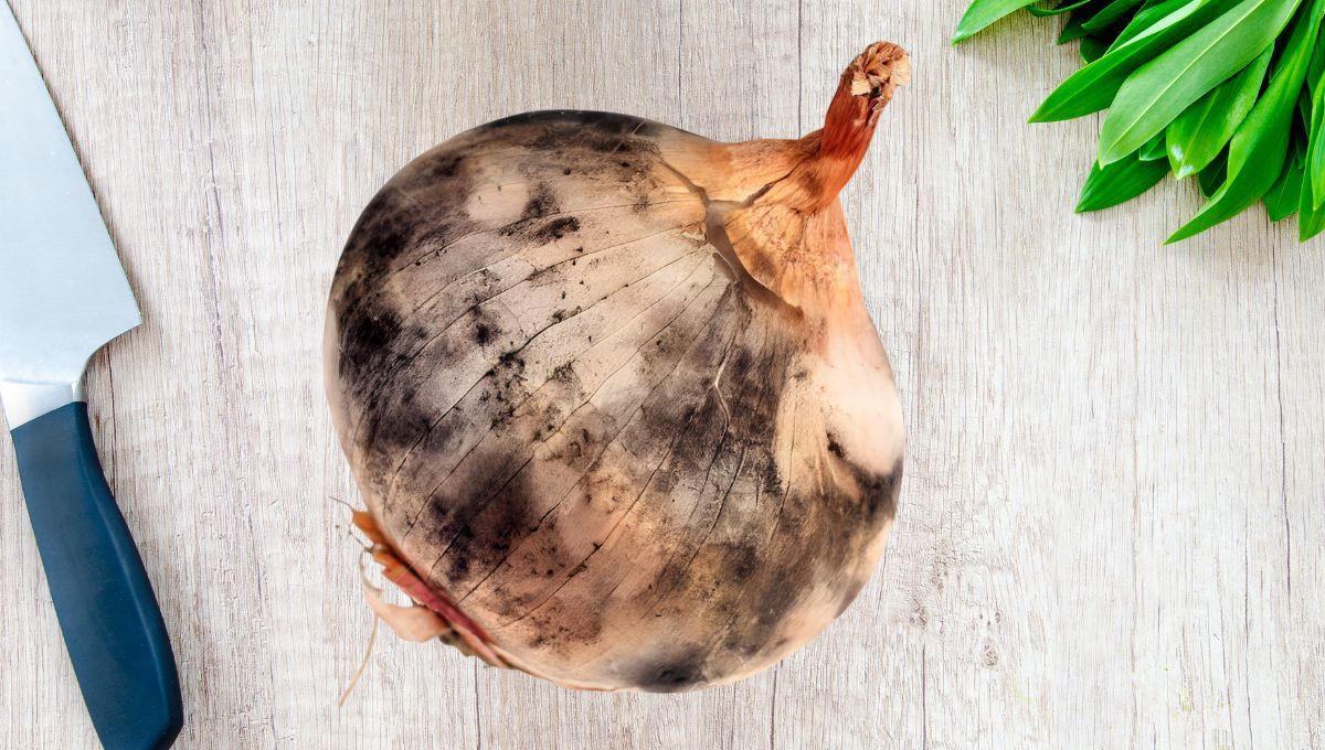 Se puede comer una cebolla con manchas negras en las capas exteriores