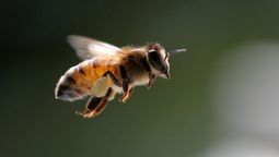 Si ves una abeja merodeando tu casa te contamos qué significa y por qué es bueno Si ves una abeja merodeando tu casa te contamos qué significa y por qué es bueno