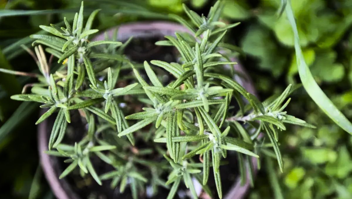 La planta de romero ofrece grandes beneficios que van más allá del jardín. La planta de romero ofrece grandes beneficios que van más allá del jardín. 