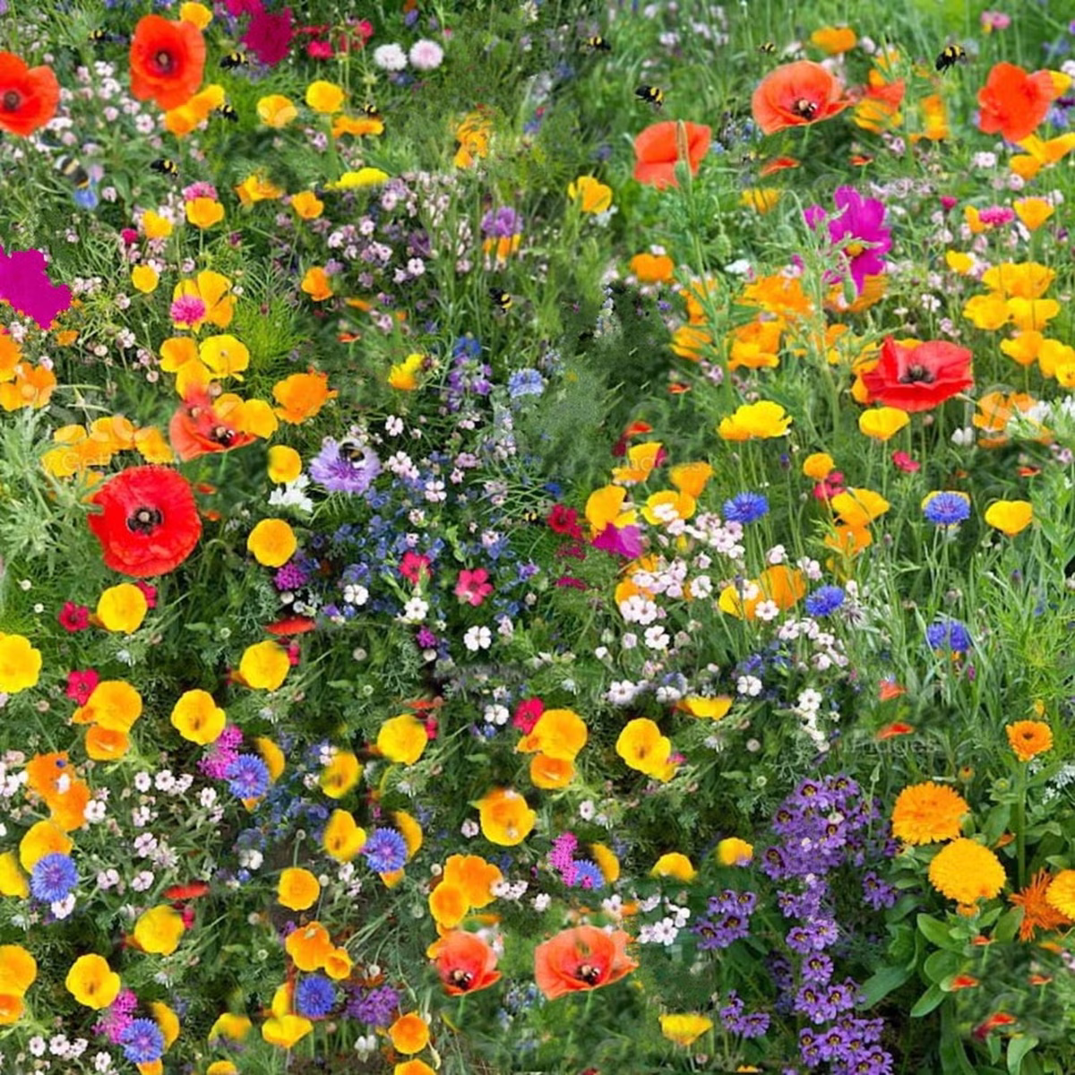 Transforma tu patio trasero en un vibrante jardín de flores silvestres