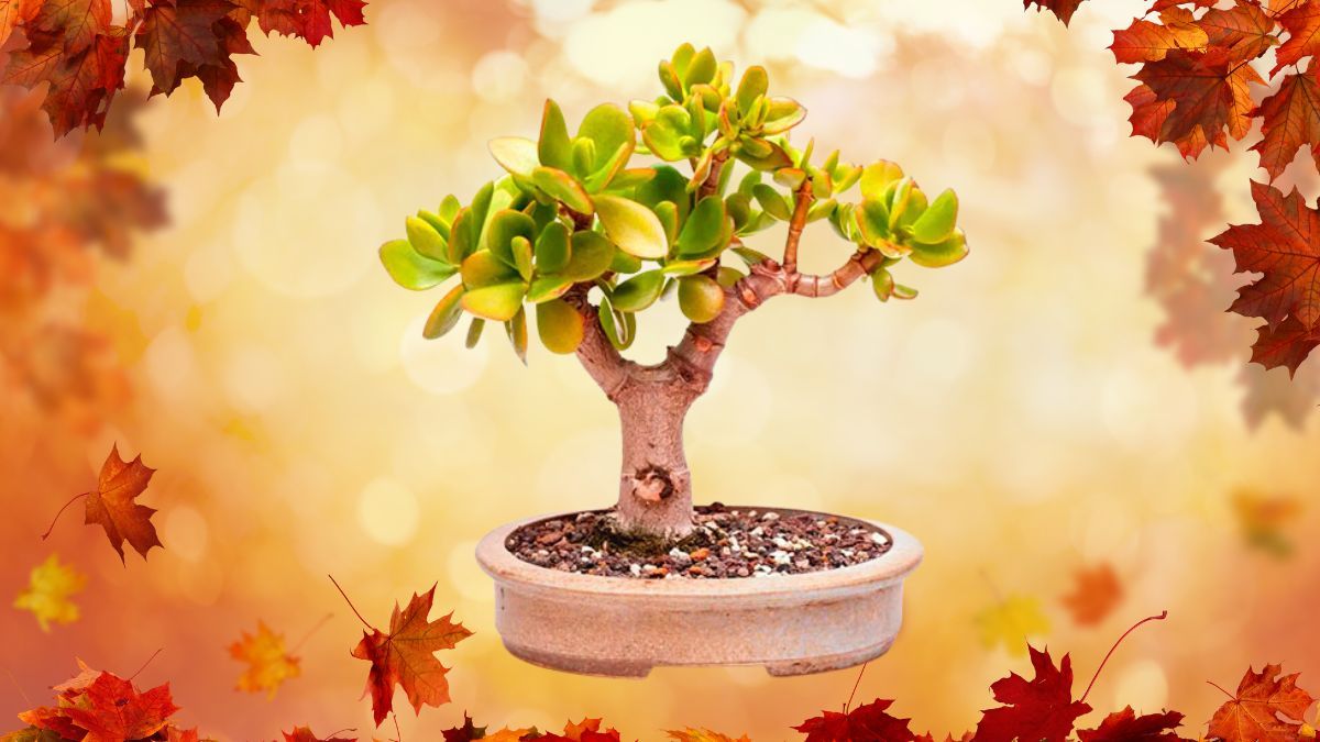 ¿Cómo cuidar el árbol de Jade en otoño?