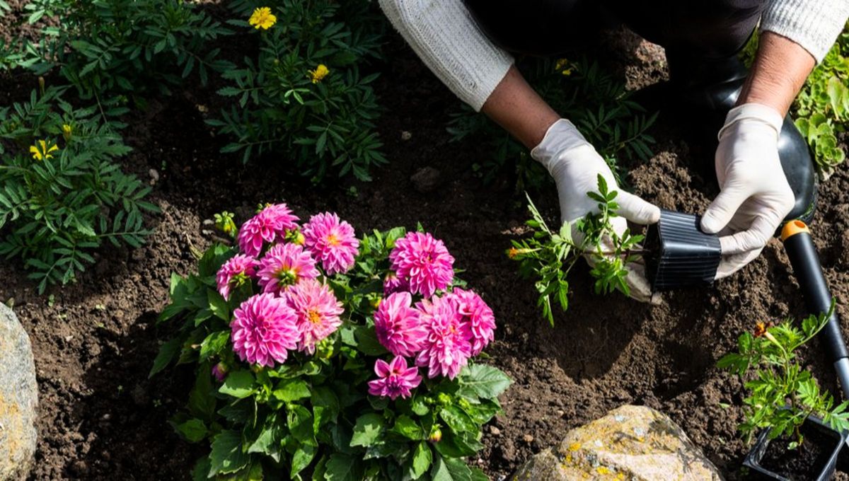Ni jazmín ni lavanda: la planta que aportará color y belleza a tu jardín en primavera
