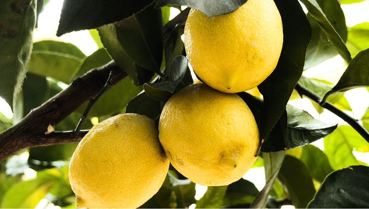 El &aacute;rbol limonero es uno de los ejemplares m&aacute;s famosos.