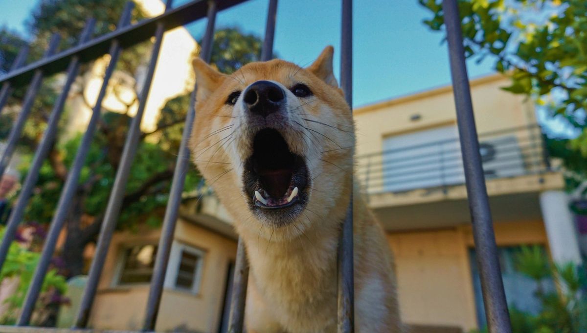 Si compartes tu hogar y tu día a día con un perro, probablemente ya habrás observado que los perros suelen ladrar a algunas personas, mientras otras parecen no despertarles ni una pizca de interés. Si compartes tu hogar y tu día a día con un perro, probablemente ya habrás observado que los perros suelen ladrar a algunas personas, mientras otras parecen no despertarles ni una pizca de interés.