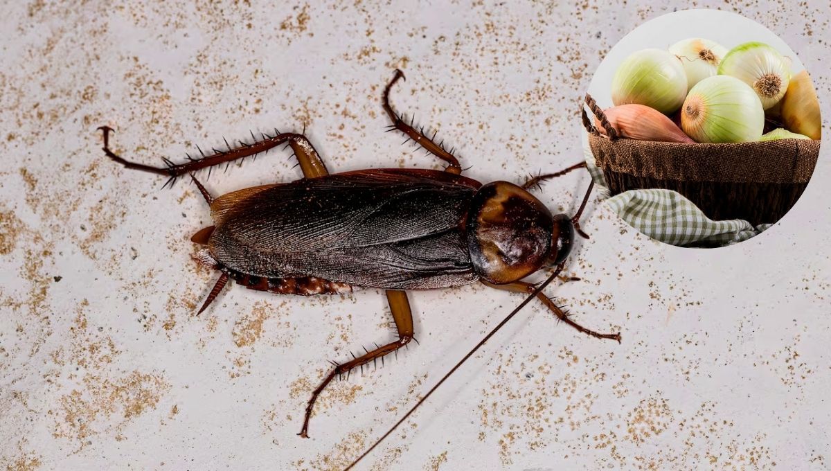 Las cebollas son un excelente repelente natural de cucarachas