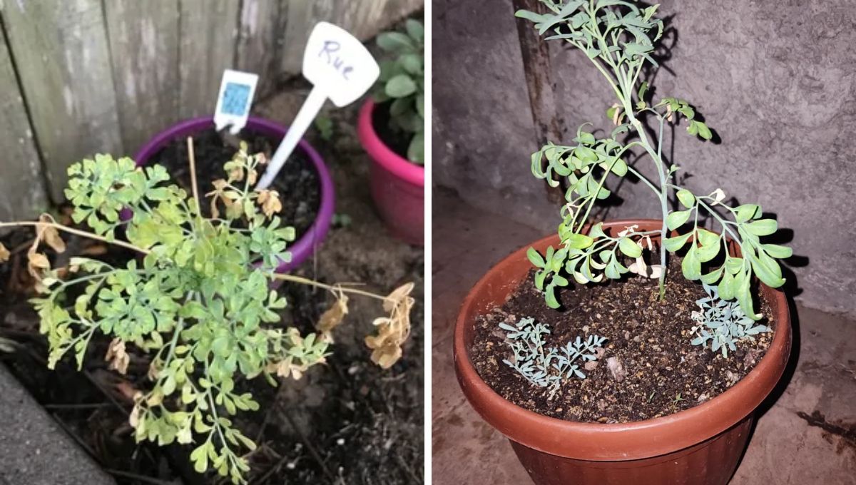 Qué significa que una planta de ruda se seque en tu jardín