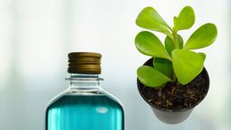 ¿Qué ocurre si le colocas alcohol al árbol de Jade?