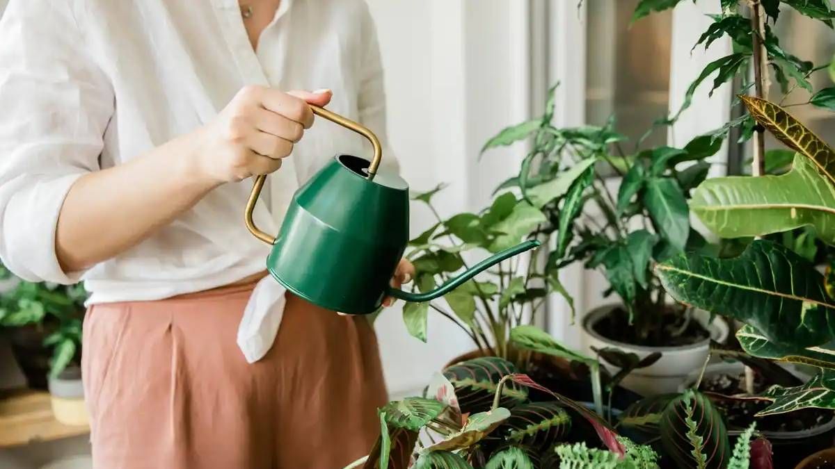 Plantas: 2 excelentes fertilizantes caseros para que florezcan más rápido