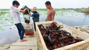 El cangrejo que Estados Unidos despreciaba y que China convirtió en un negocio millonario El cangrejo que Estados Unidos despreciaba y que China convirtió en un negocio millonario
