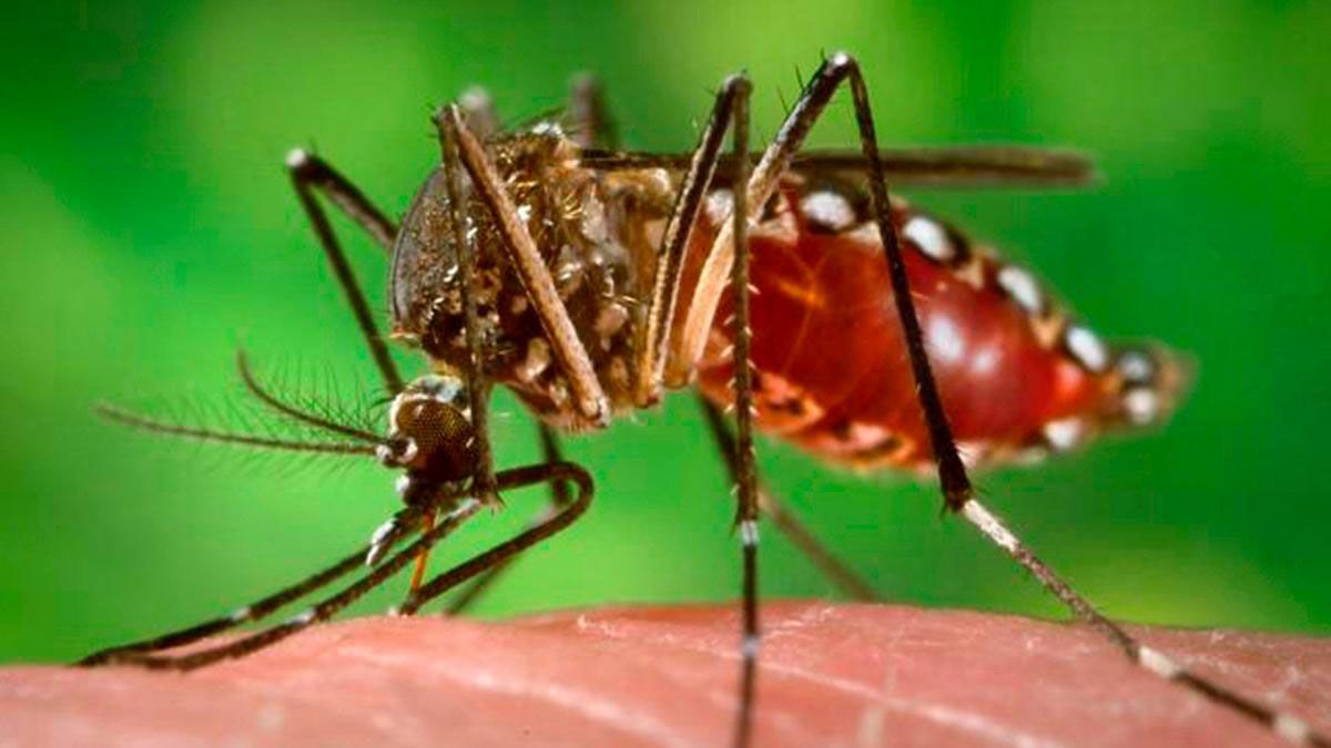 El mosquito que transmite el dengue, el aedes aegypti, tiene hábitos domiciliarios El mosquito que transmite el dengue, el aedes aegypti, tiene hábitos domiciliarios