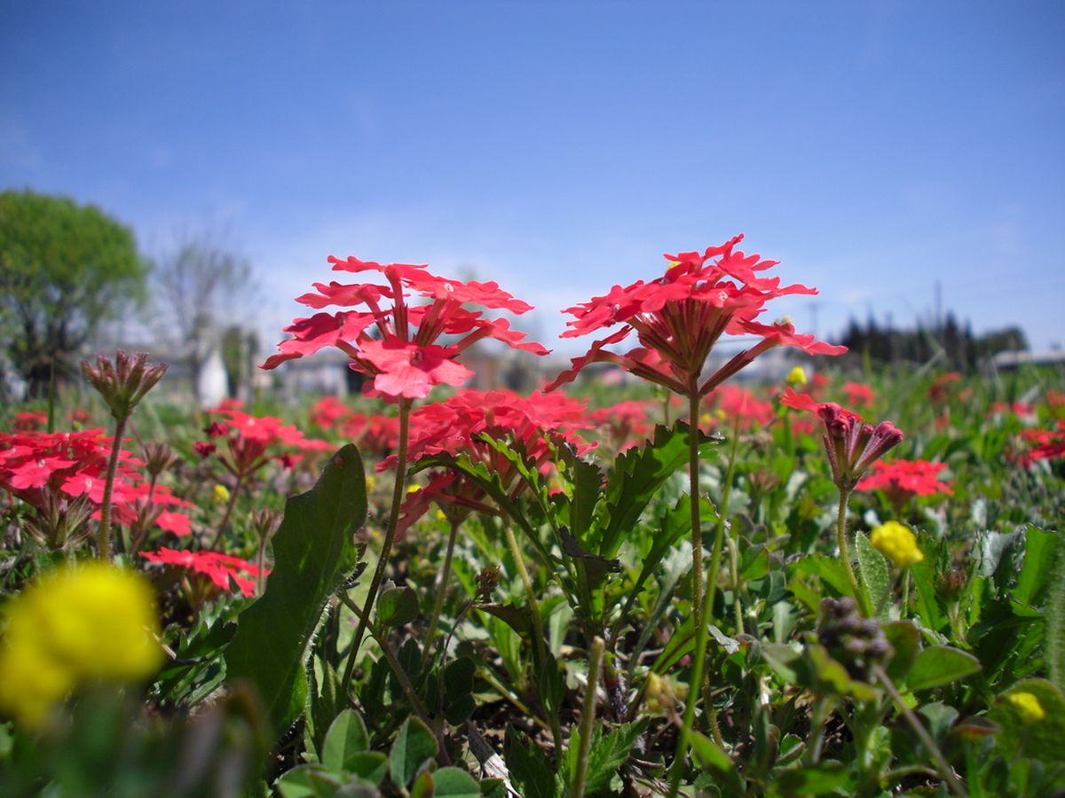 Esta flor puede darle vida a tu jardín sin mucho esfuerzo. Esta flor puede darle vida a tu jardín sin mucho esfuerzo.