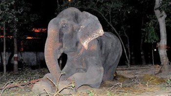 Raju, el elefante rescatado después de 50 años de torturas y cadenas de púas