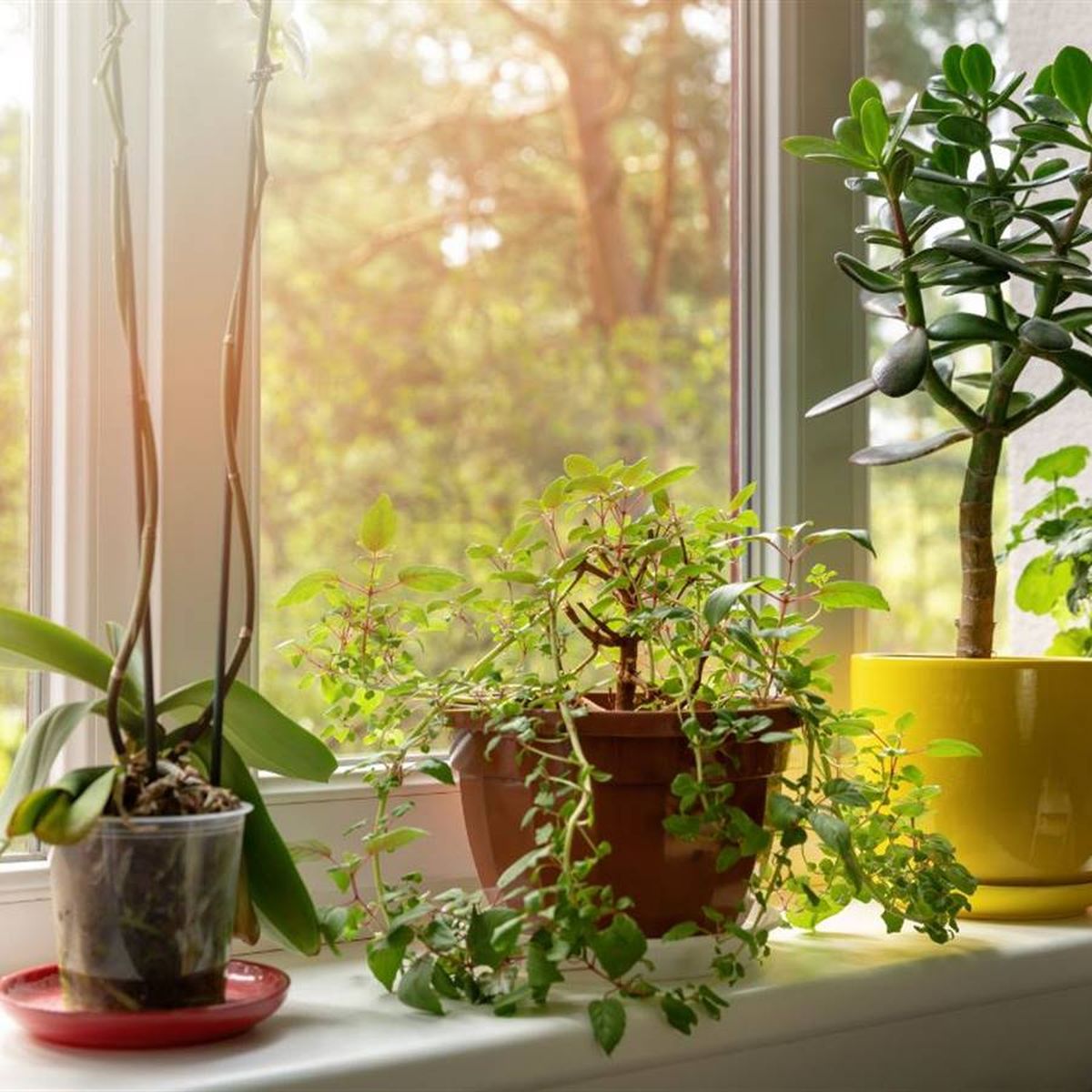 Plantas: Atrae El Dinero Con Estas 5 Plantas