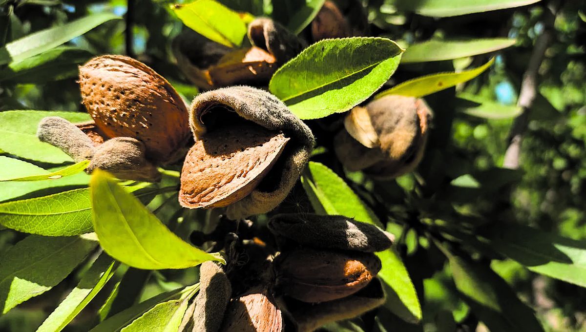 El árbol de almendra es muy reconocido por sus múltiples beneficios