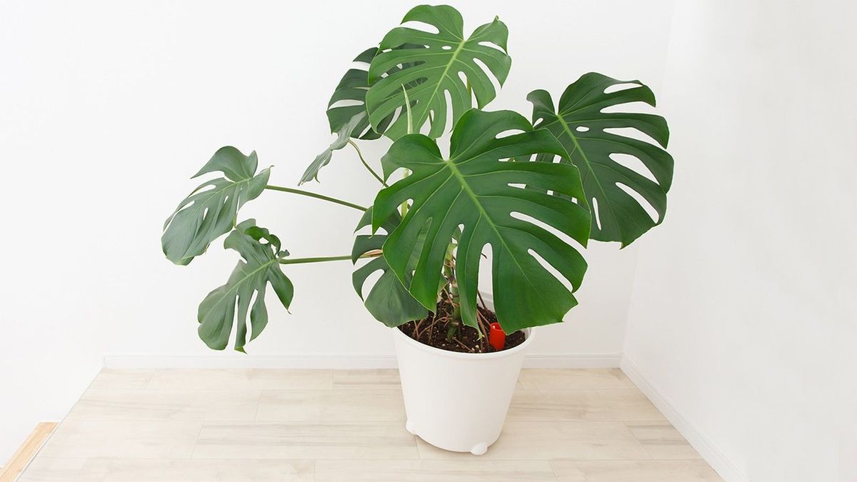 La costilla de Adán es una planta que ha vuelto a estar de moda, principalmente por su estética La costilla de Adán es una planta que ha vuelto a estar de moda, principalmente por su estética