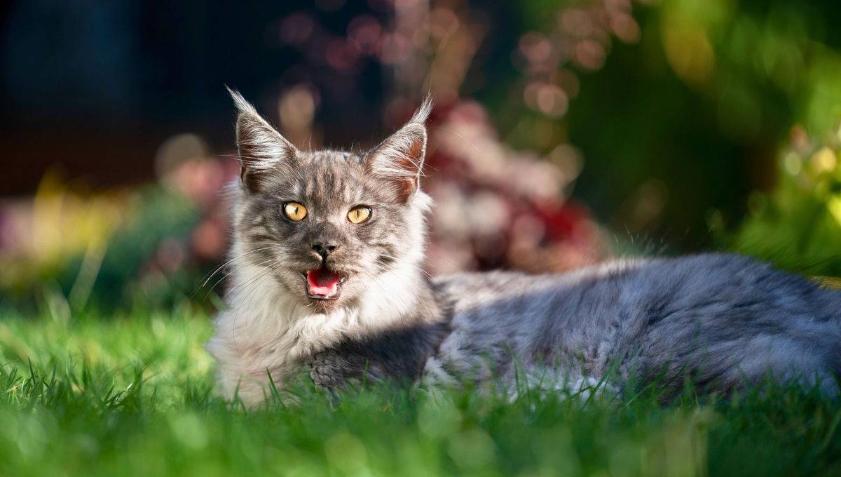 Si sospechamos que nuestro gato está sufriendo un golpe de calor, lo primero que se debe hacer es bajar la temperatura corporal y luego llevarlo de urgencia al veterinario. Si sospechamos que nuestro gato está sufriendo un golpe de calor, lo primero que se debe hacer es bajar la temperatura corporal y luego llevarlo de urgencia al veterinario.