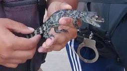 Uno de los yacarés Overo fue trasladado junto al resto de los animales secuestrados a la Fundación Cullunche.