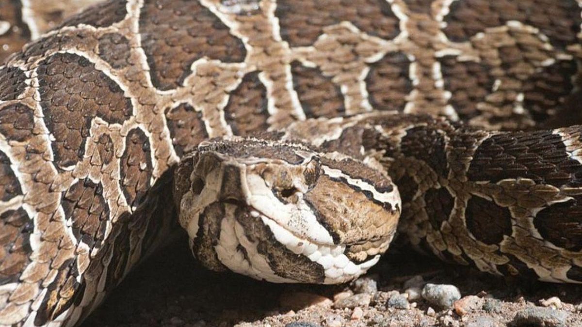 Una yarará fue cazada para que picara a la nuera de El Rumano, quien finalmente la asesinó ahorcándola con un pañuelo en Chaco