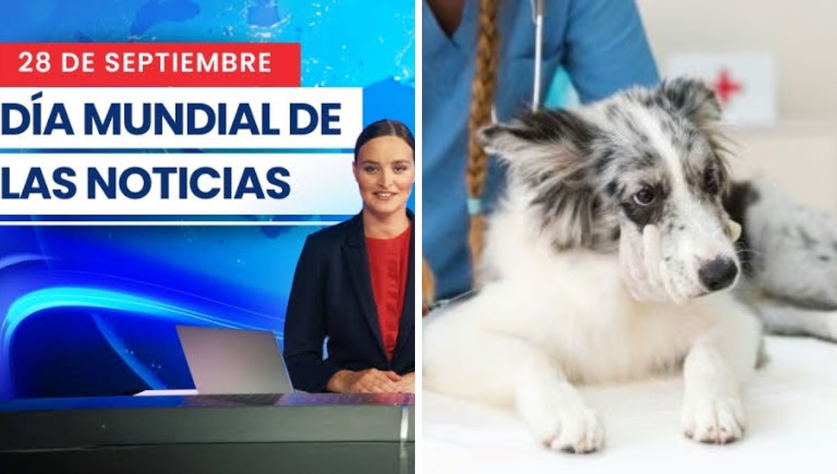 Hoy es el Día Mundial de las Noticias y contra la rabia en animales. Hoy es el Día Mundial de las Noticias y contra la rabia en animales.