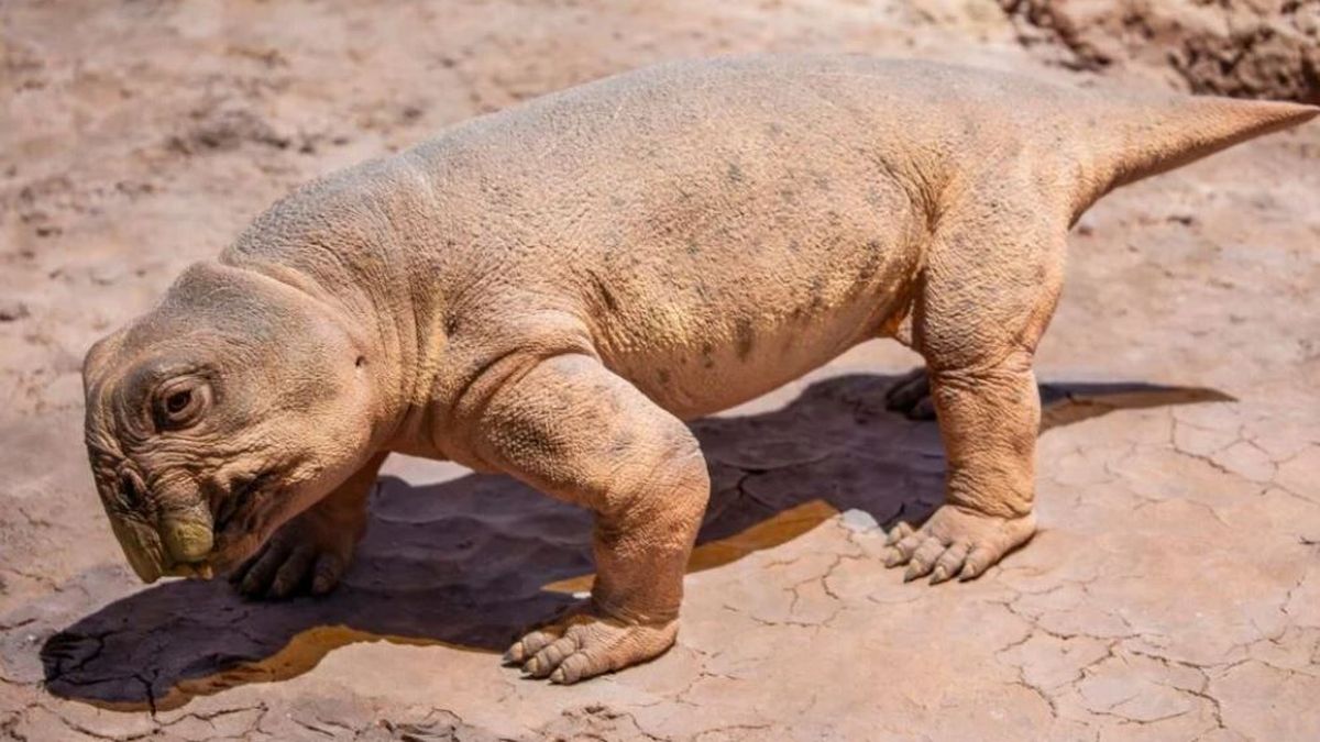 Lystrosaurus : un œuf fossilisé révèle une reproduction ovipare ancienne