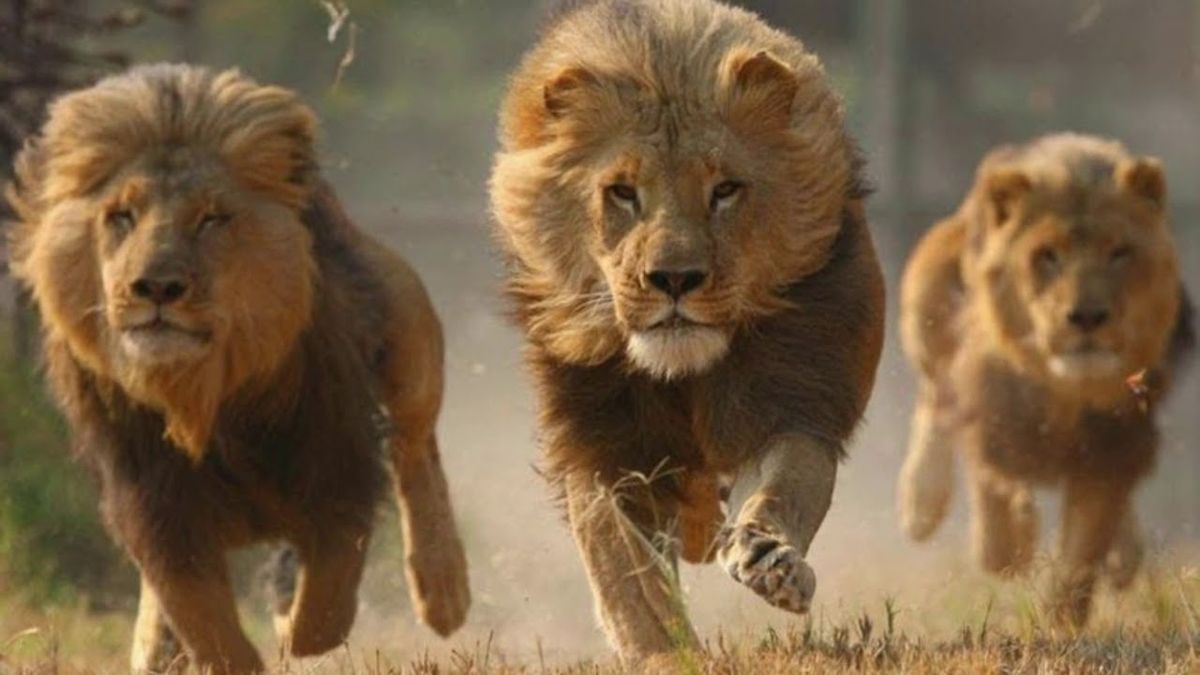 En el a&ntilde;o 2005, tres leones rescataron a una ni&ntilde;a de 12 a&ntilde;os en Etiop&iacute;a.