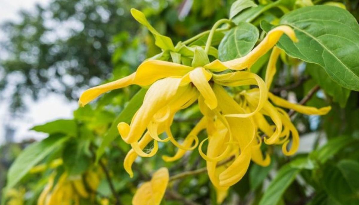 Este árbol tiene flores en forma de estrellas perfumadas. Este árbol tiene flores en forma de estrellas perfumadas.