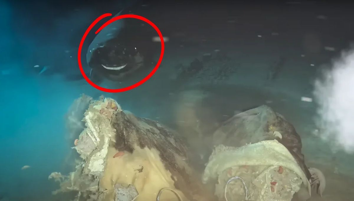 Esta especie vaga puede deslizarse por el agua realizando pocos movimientos y en forma silenciosa