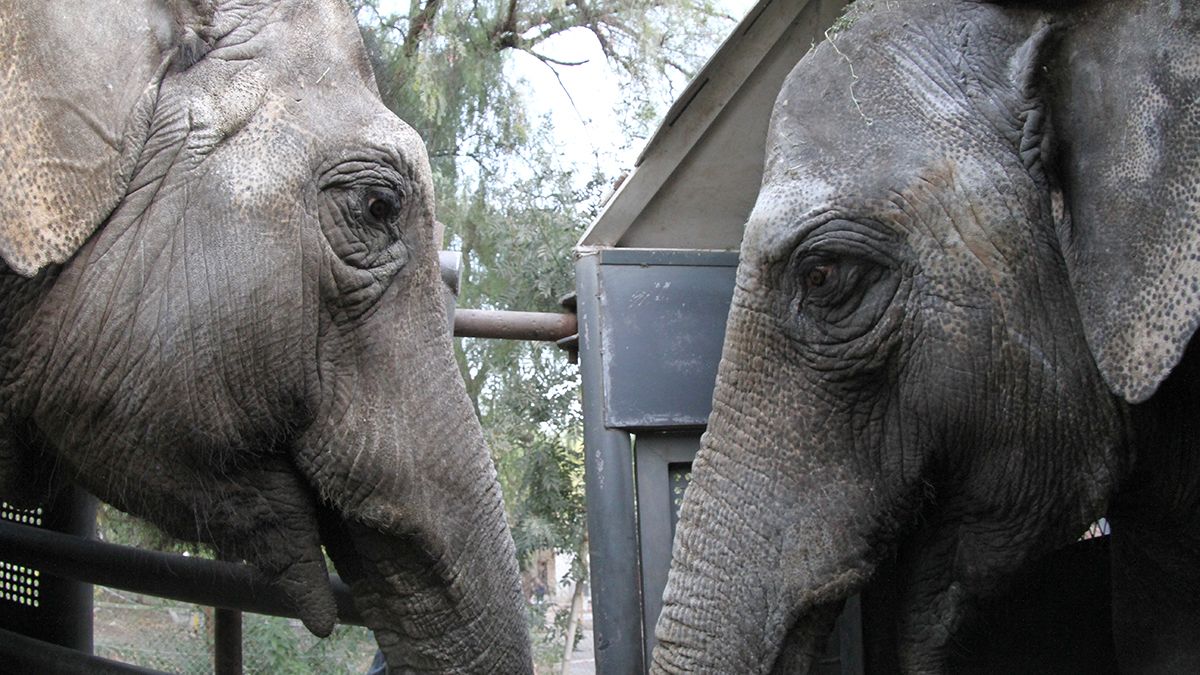 Pocha y Guillermina son trasladadas desde el Ecoparque a un Santuario Natural de Elefantes (SEB) en Brasil.