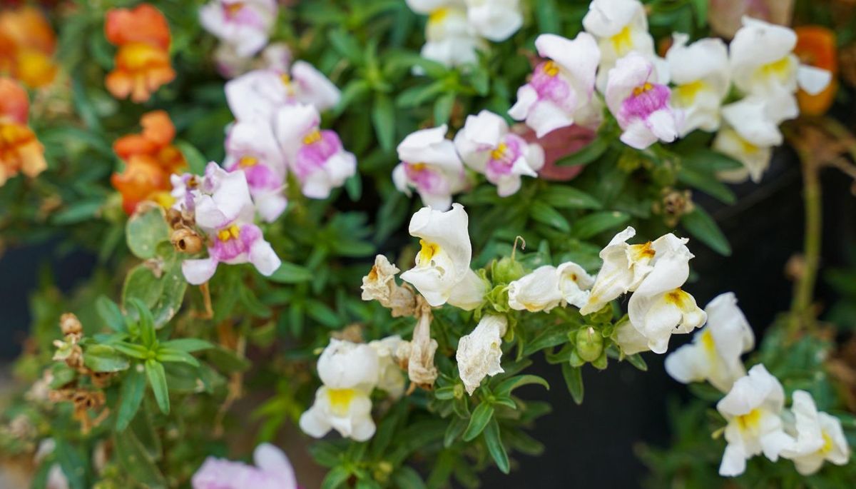 Esta planta se adapta mejor a climas templados. Imagen: Pexels. Esta planta se adapta mejor a climas templados. Imagen: Pexels.