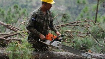 Militares en guerra contra un insecto
