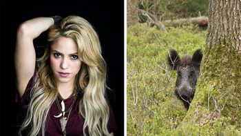 Video: dos jabalíes atacaron a Shakira en Barcelona