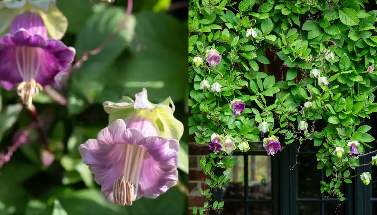 Su floraci&oacute;n dura varios meses abarcando todo el verano e incluso algo del oto&ntilde;o.