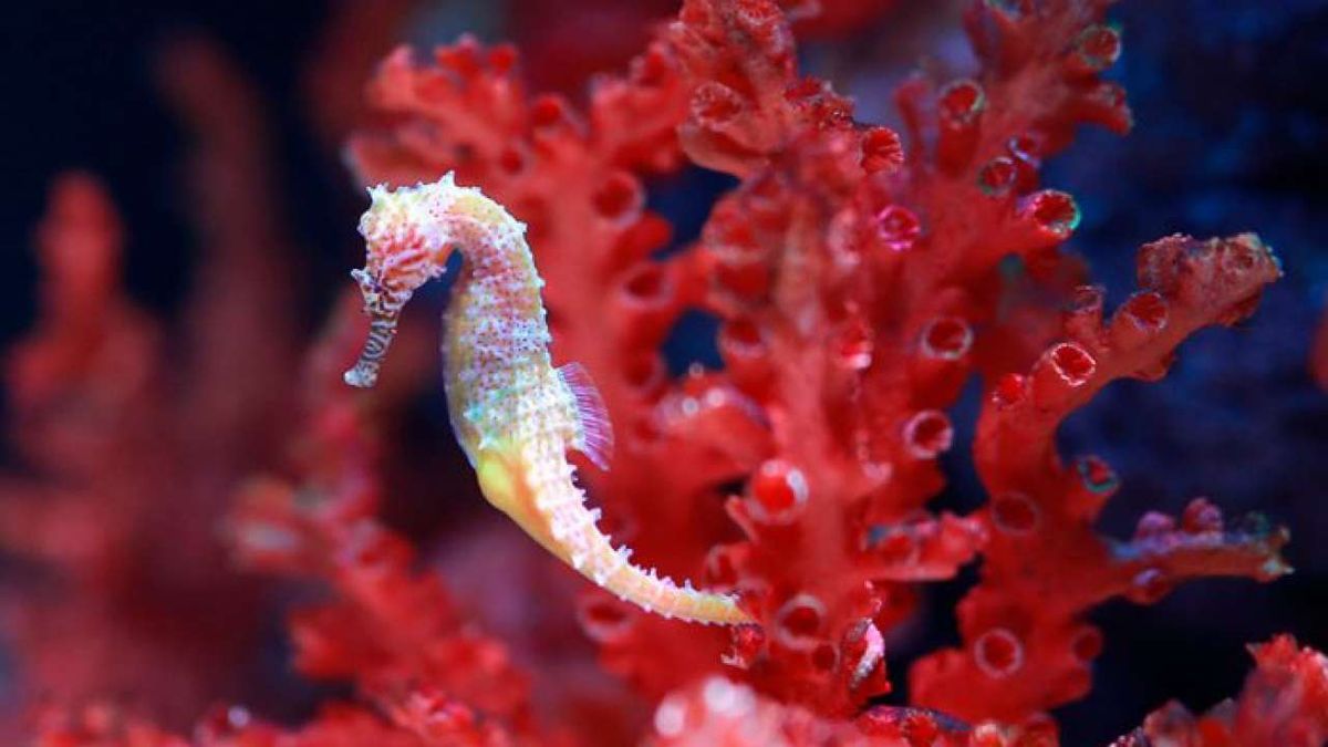 Grandes cantidades de caballitos de mar viven y se reproducen en los corales australianos.