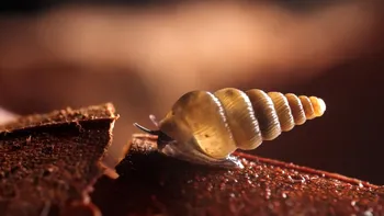 Descubrimiento de una nueva especie de caracol: es diminuto y su caparazón cierra con una 
