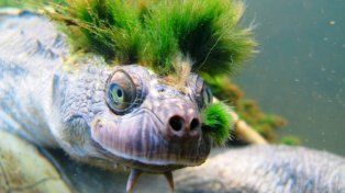 La tortuga punk que respira por el ano está al borde de la extinción