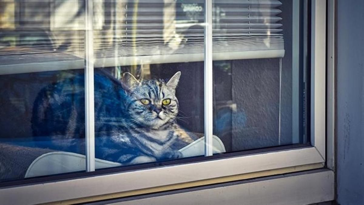 Cuánto tiempo se puede dejar a un gato solo en casa, según los expertos Cuánto tiempo se puede dejar a un gato solo en casa, según los expertos