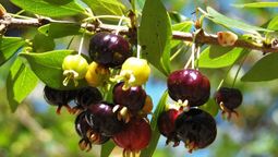 Este árbol de frutos tropicales es nativo de Brasil. Este árbol de frutos tropicales es nativo de Brasil.