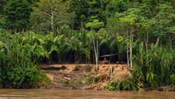 Balsa: la deforestación del árbol amazónico para parques eólicos de China y Europa. (Foto: GTANW - Diego Antonio Benavente)