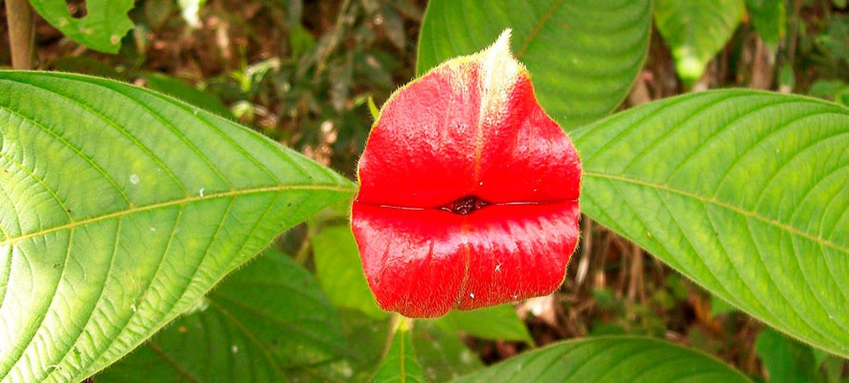 La planta sorprende a todos por su parecido a la parte del cuerpo humano. La planta sorprende a todos por su parecido a la parte del cuerpo humano.