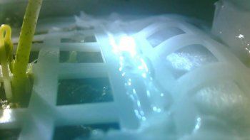 Murió la primera planta que nació en la Luna